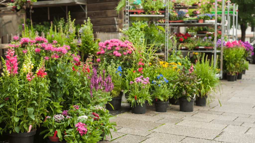 Image showing Plant sourcing and supply service from Belinda Goldsmith Garden Designer
