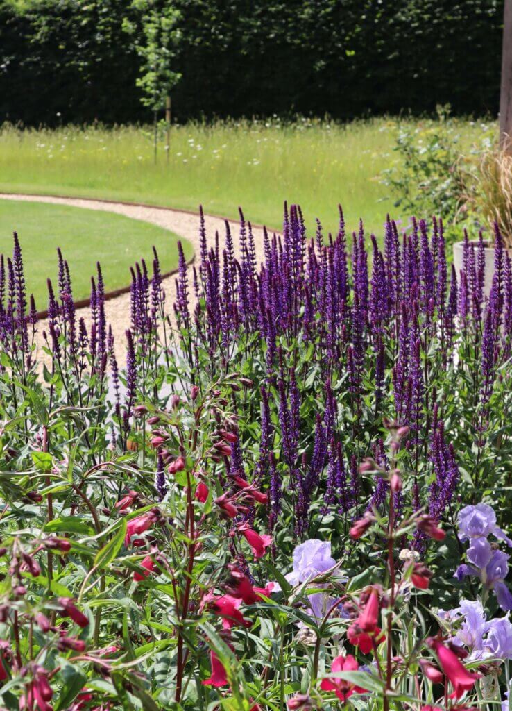 new forest garden planting salvias penstemon
